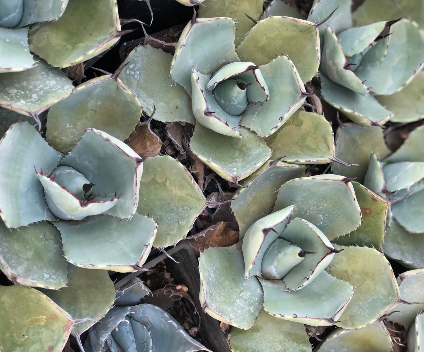 Agave parryi var. truncata