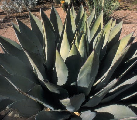 Agave factory Parryi Huachucensis