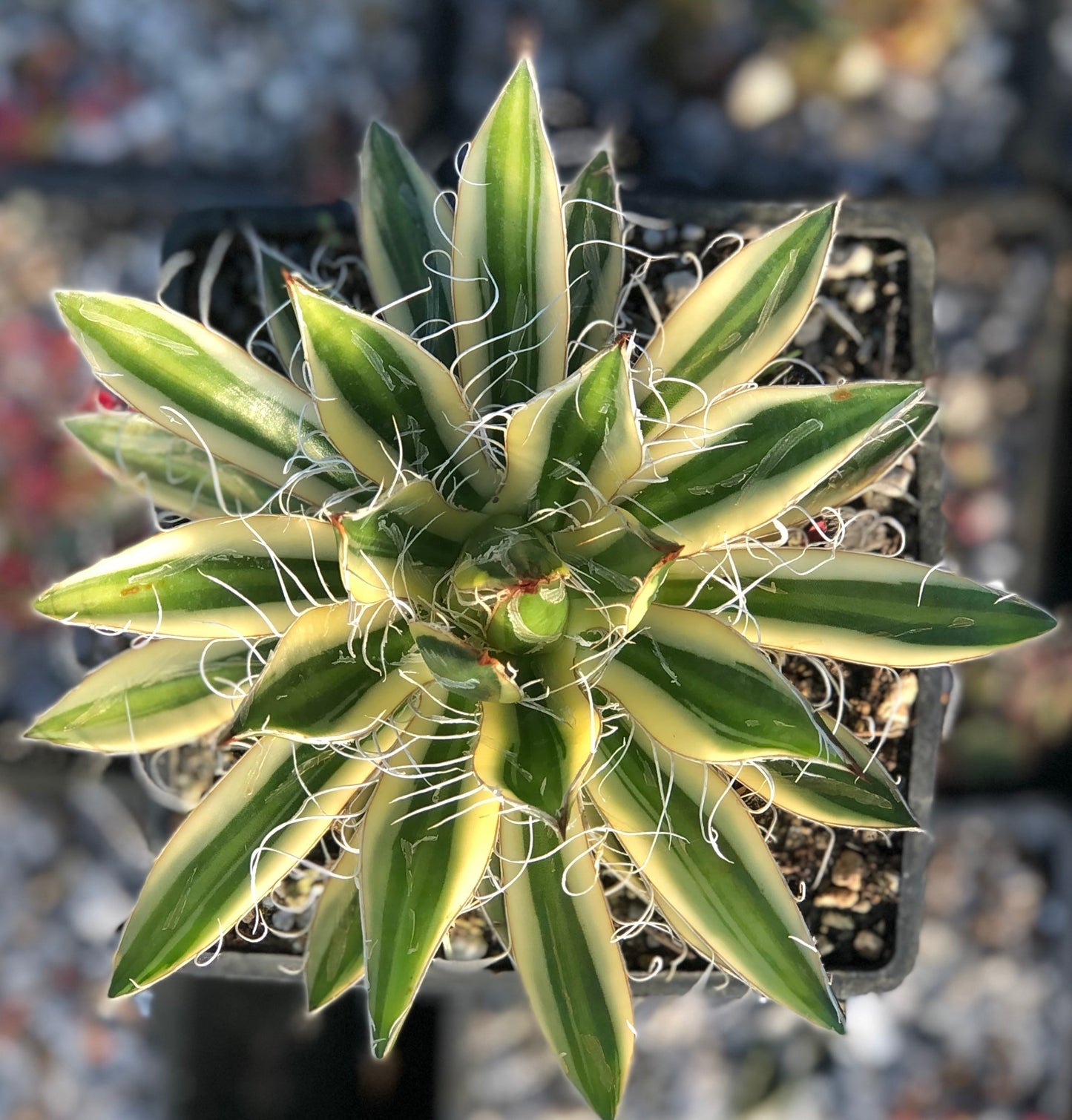 *RETAIL - Agave schidigera 'Royal Flush' PPAF