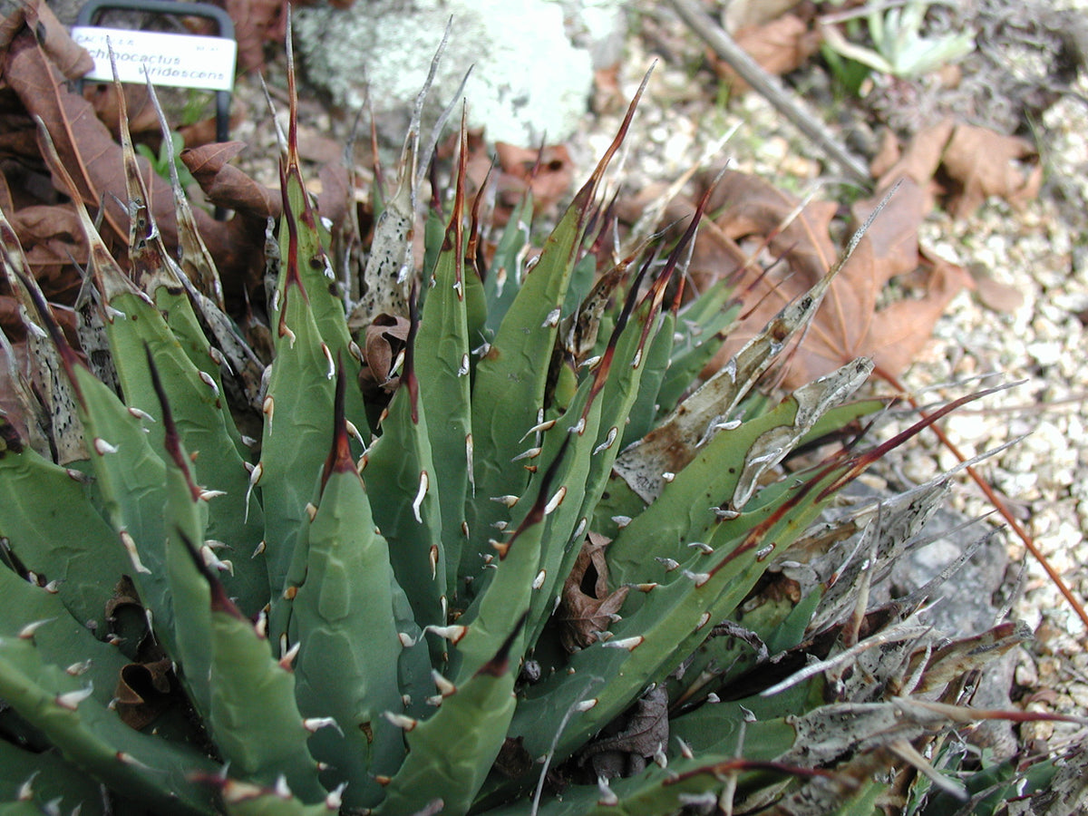 *RETAIL - Agave utahensis var. nevadensis