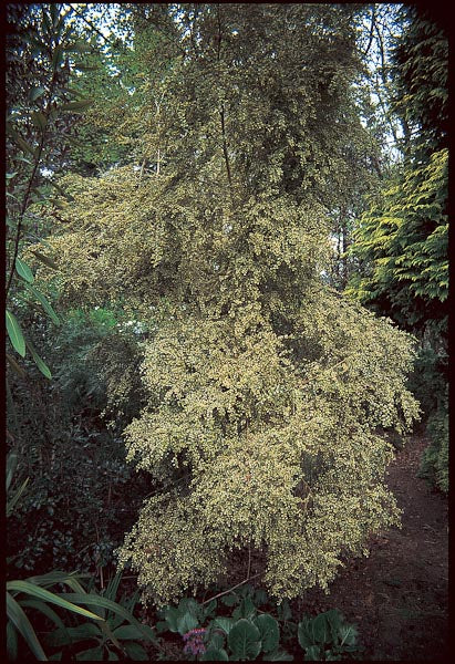 Azara microphylla 'Variegata'
