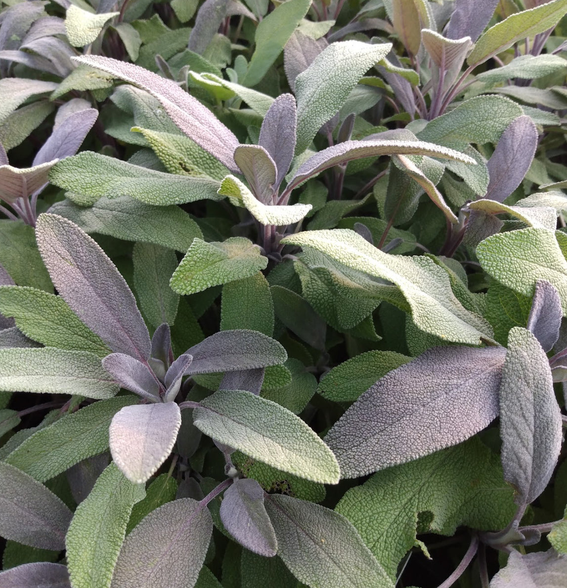 *RETAIL - Salvia officinalis 'Purpurea'