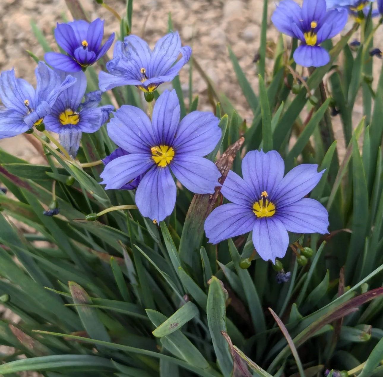 *RETAIL - Sisyrinchium 'California Skies'