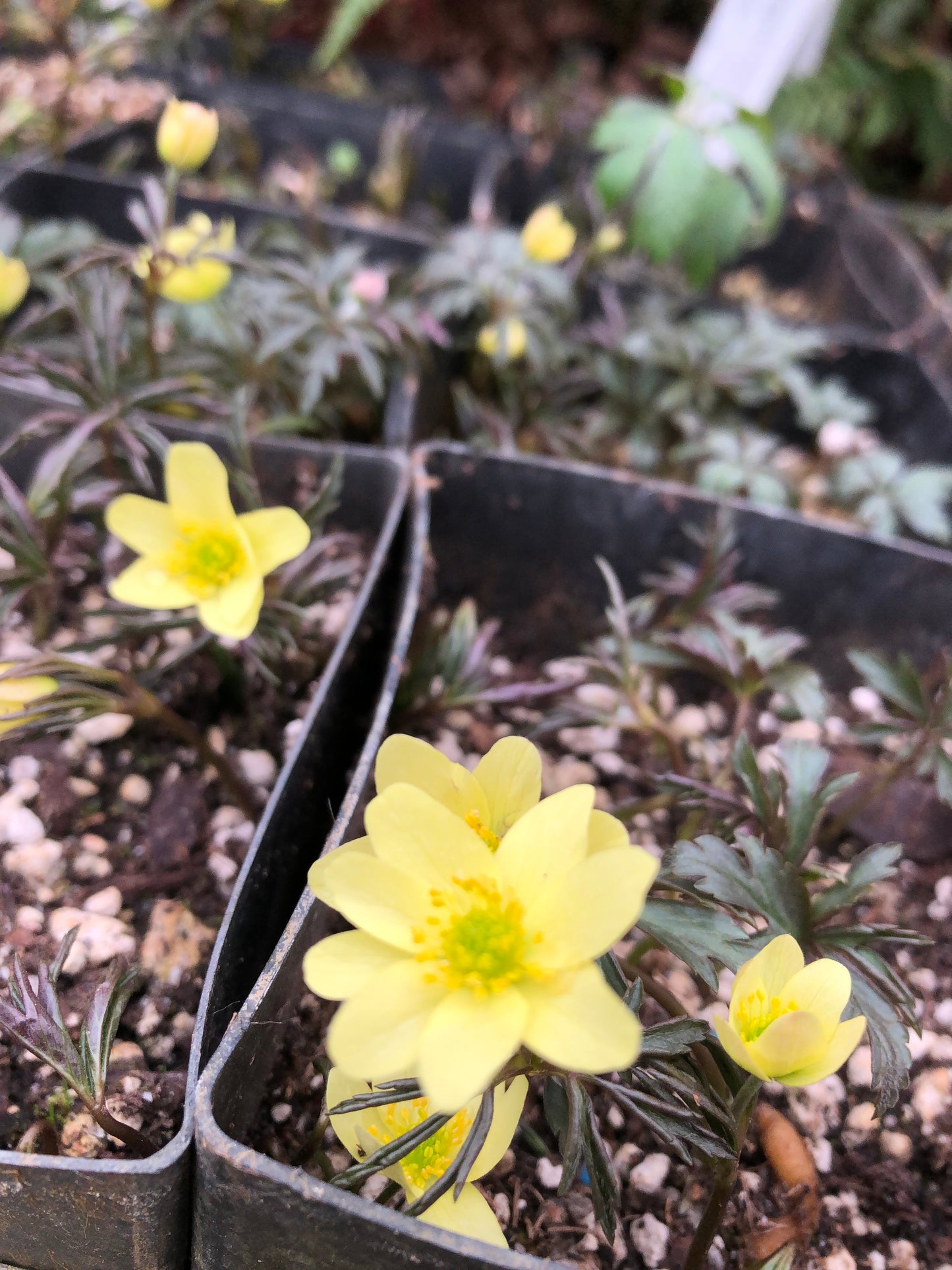 *RETAIL - Anemone x lipsiensis