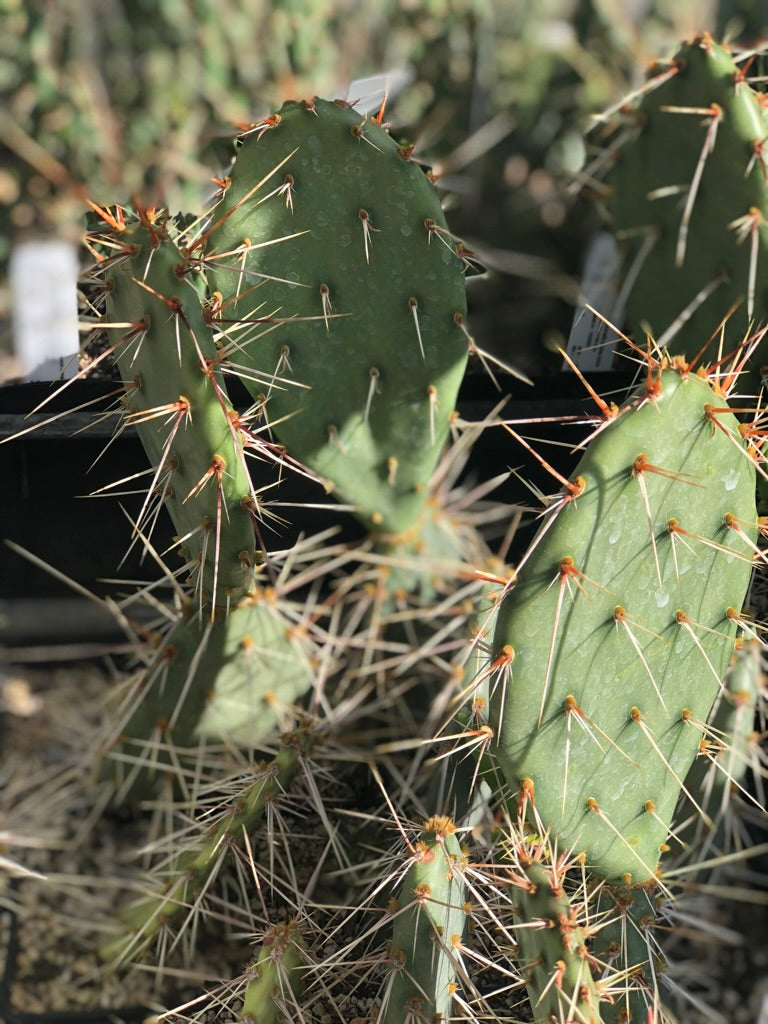 Opuntia phaeacantha - St. George, UT