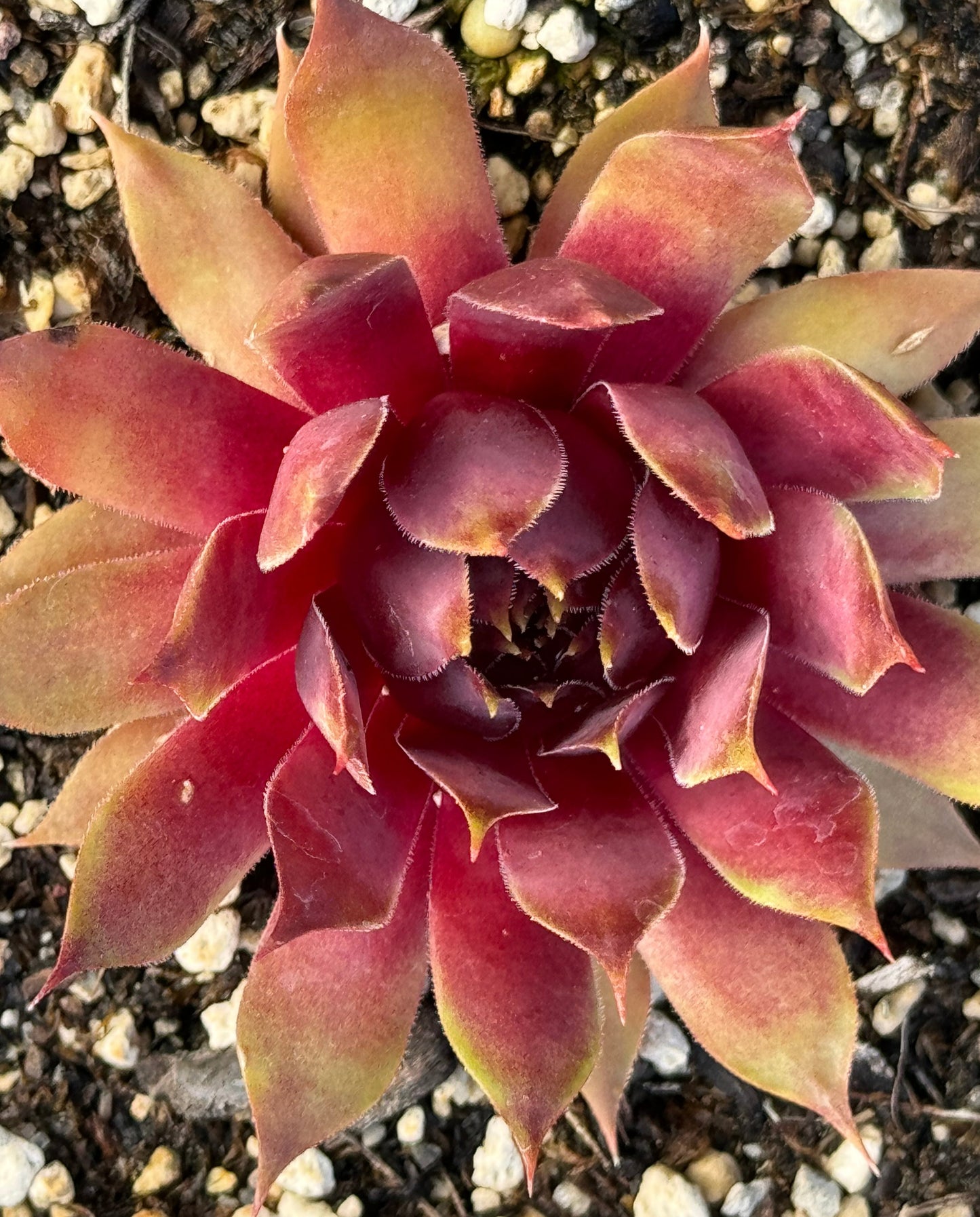 *RETAIL - Sempervivum 'Goedele'