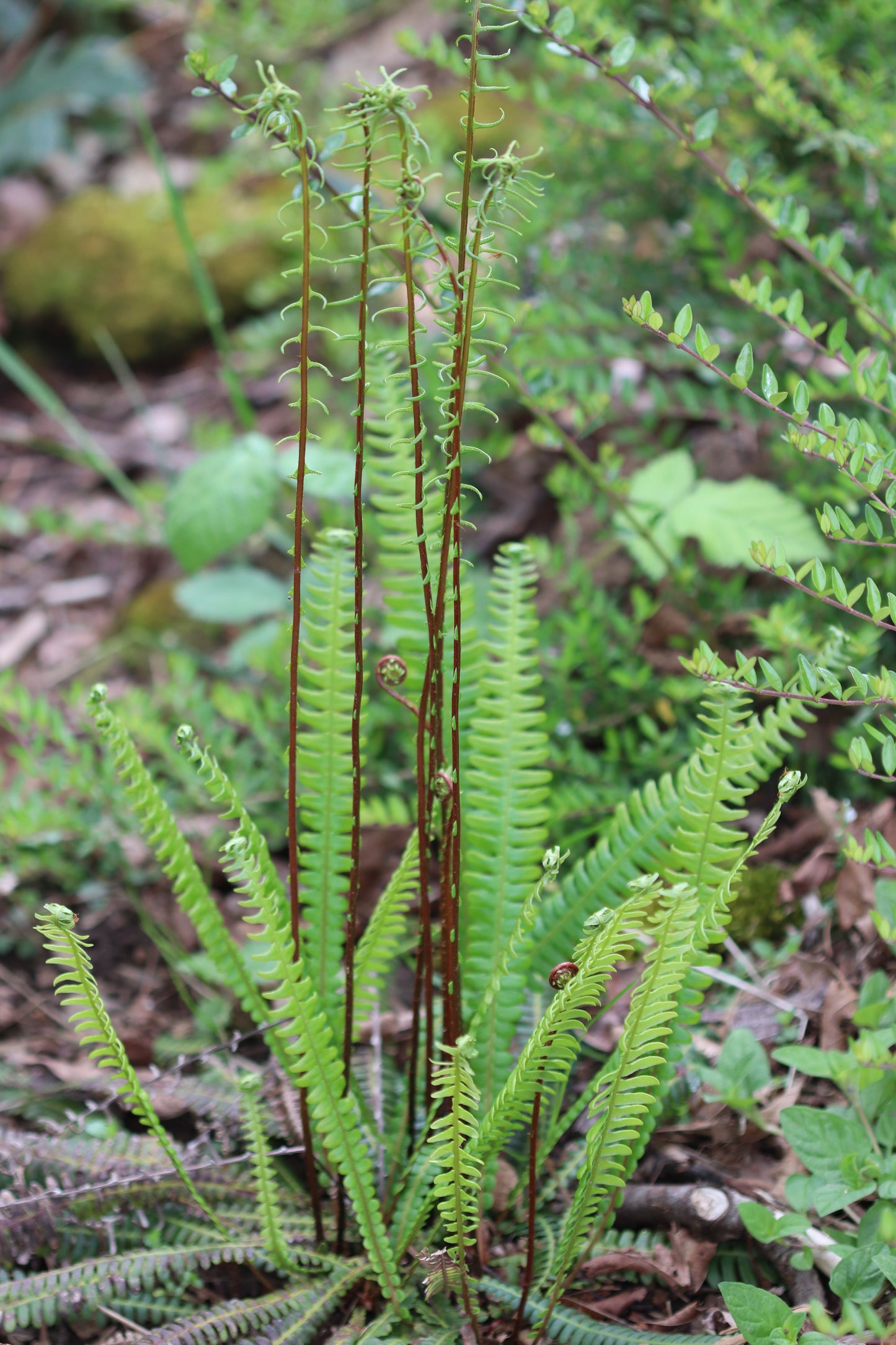 *RETAIL - Blechnum spicant
