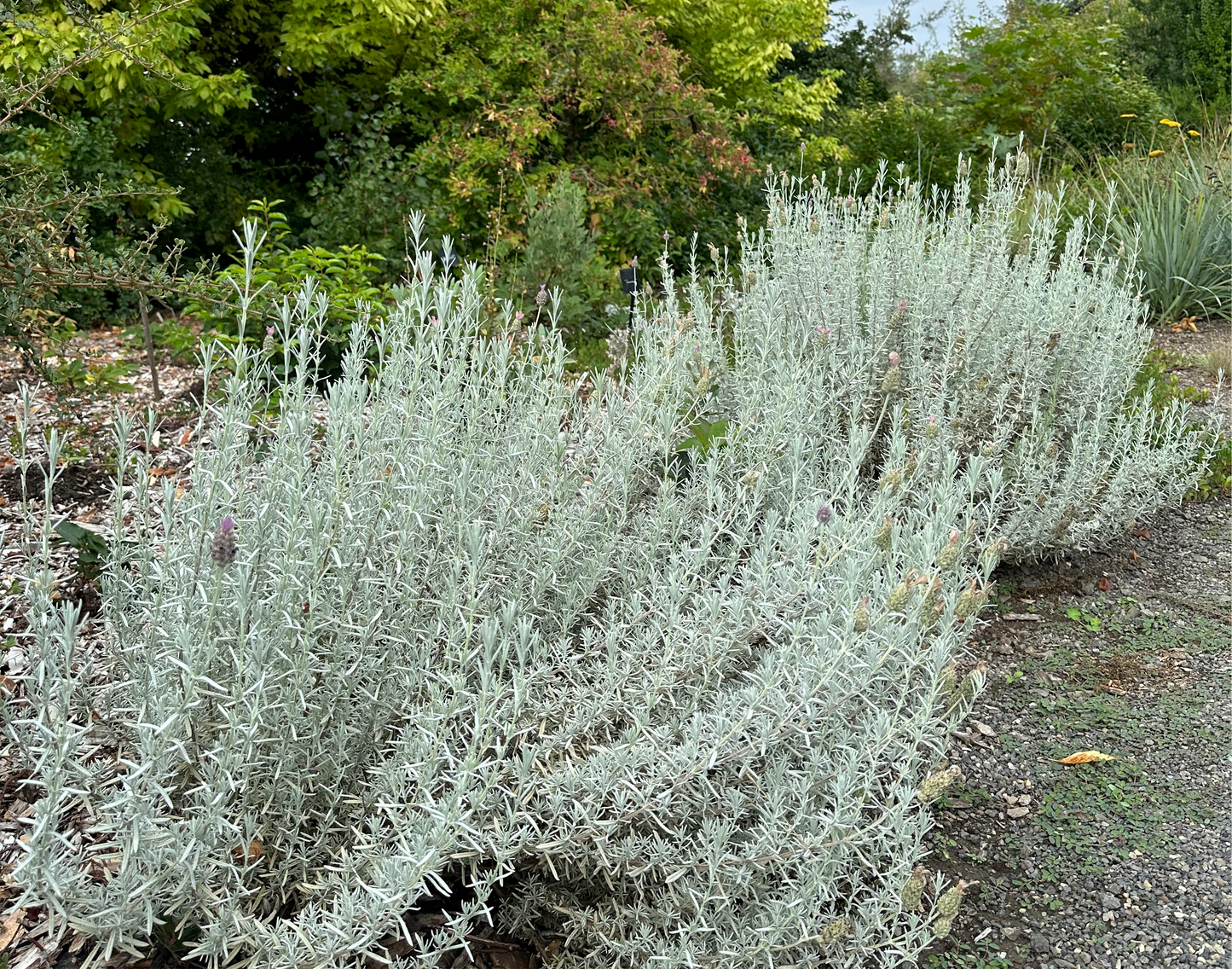 Lavandula stoechas ‘Silver Anouk'