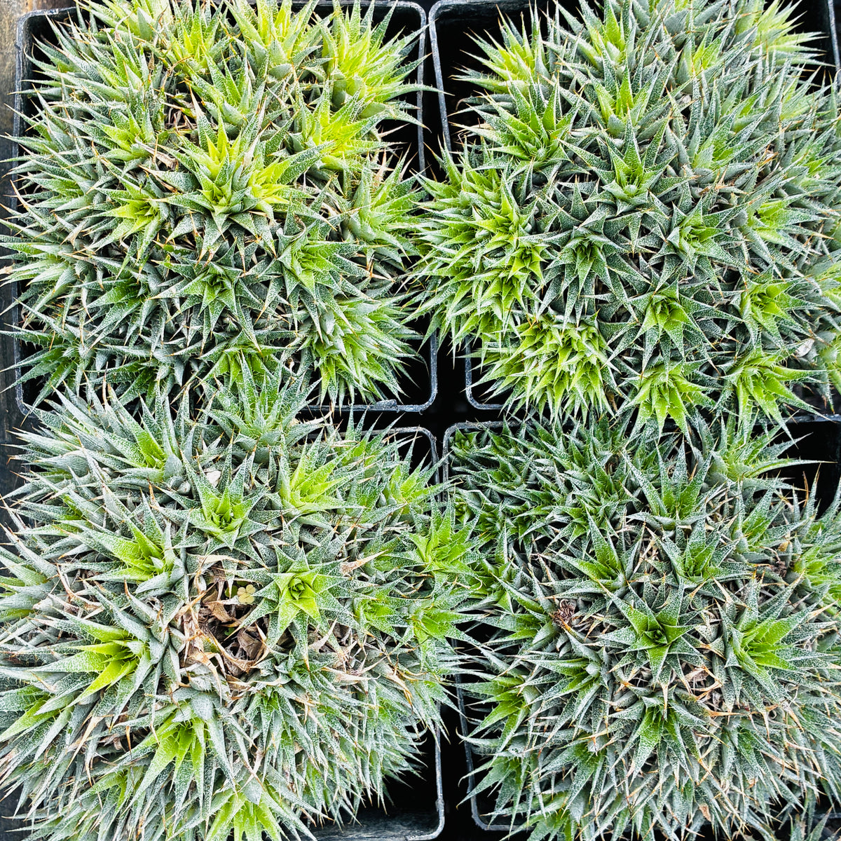 *RETAIL - Deuterocohnia brevifolia