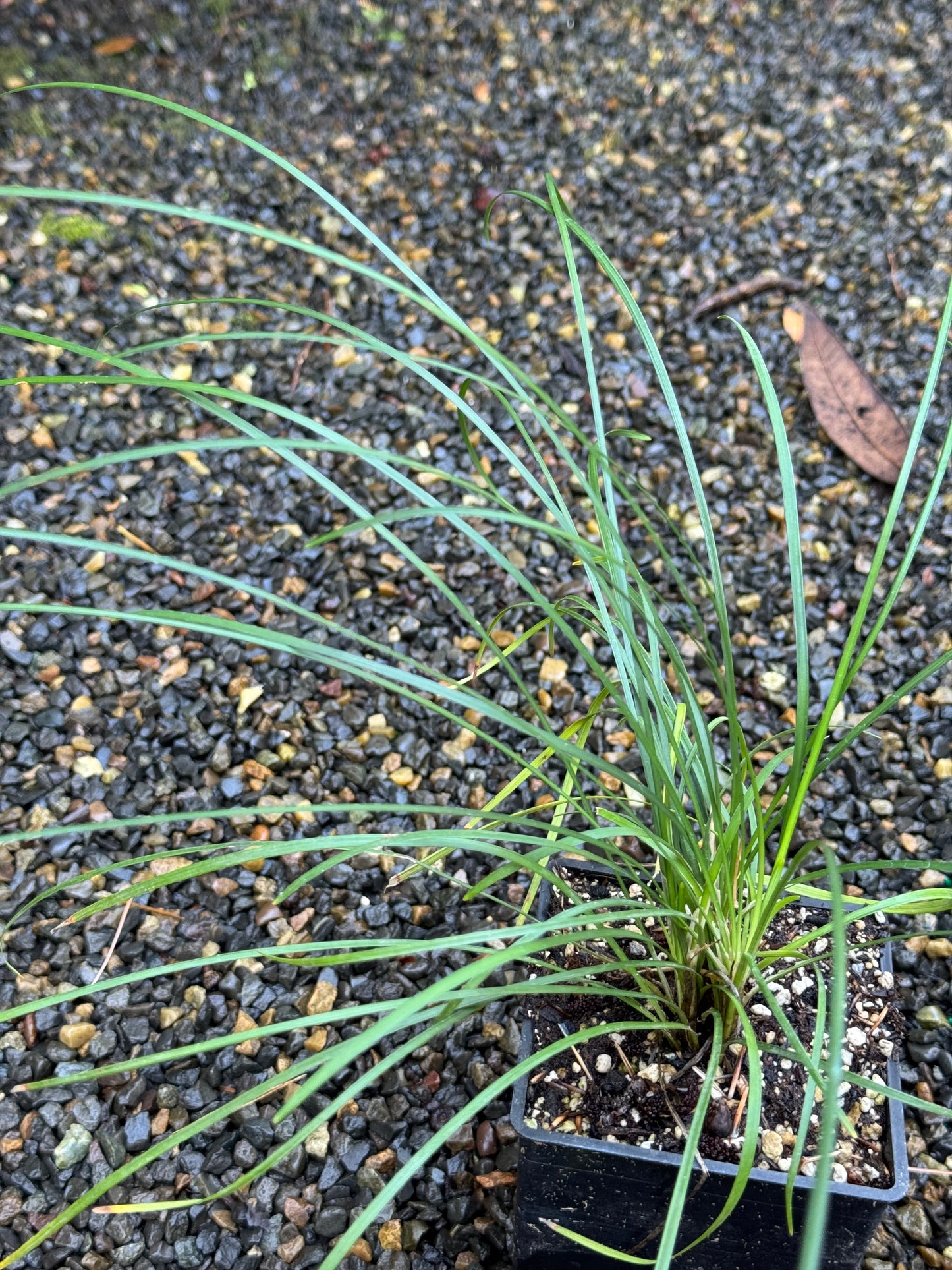 *RETAIL - Ophiopogon clarkei