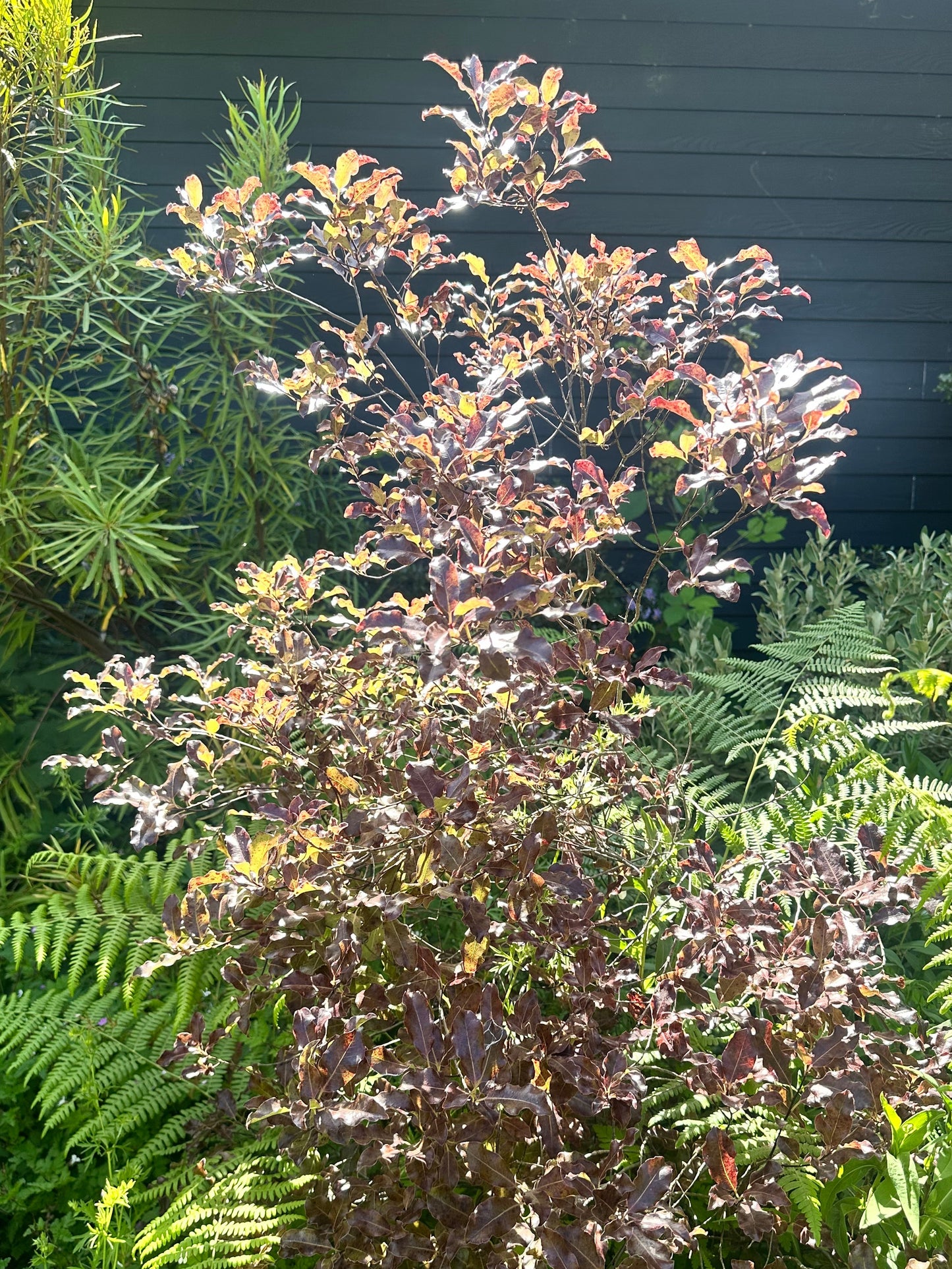 Pittosporum tenuifolium 'Atropurpureum'