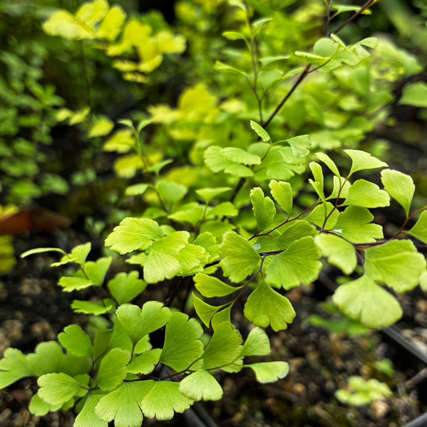 Adiantum 'Golden Michael'