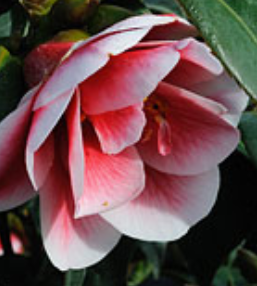 *RETAIL - Camellia 'Tama Peacock'