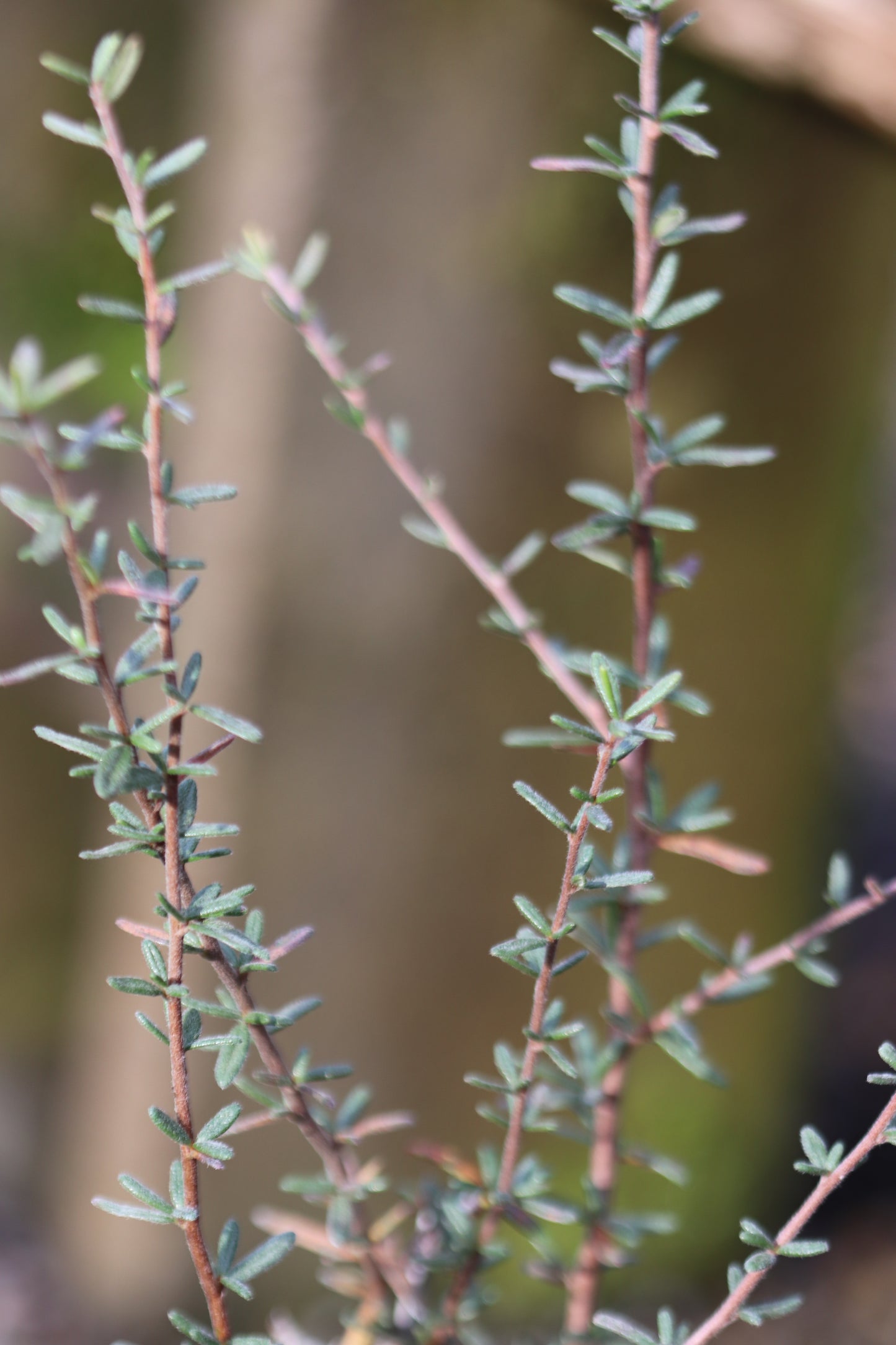 *RETAIL - Cercocarpus intricatus