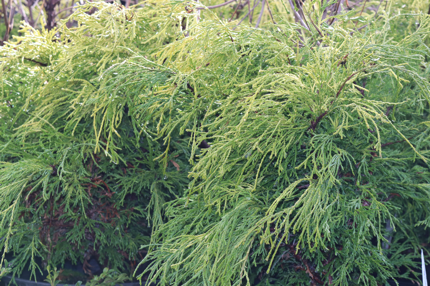 *RETAIL - Chamaecyparis pisifera 'Golden Mop'