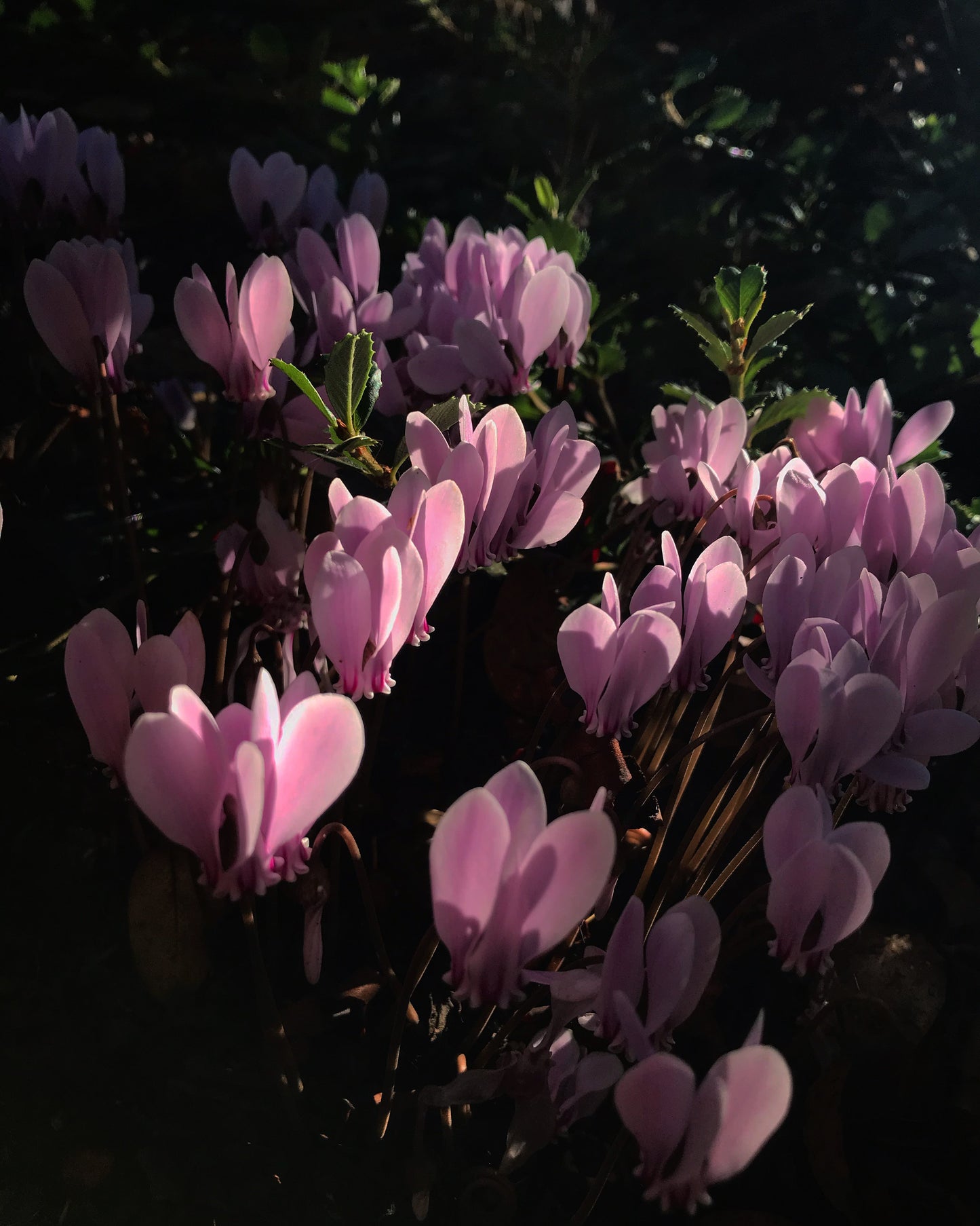 *RETAIL - Cyclamen hederifolium - silver shades