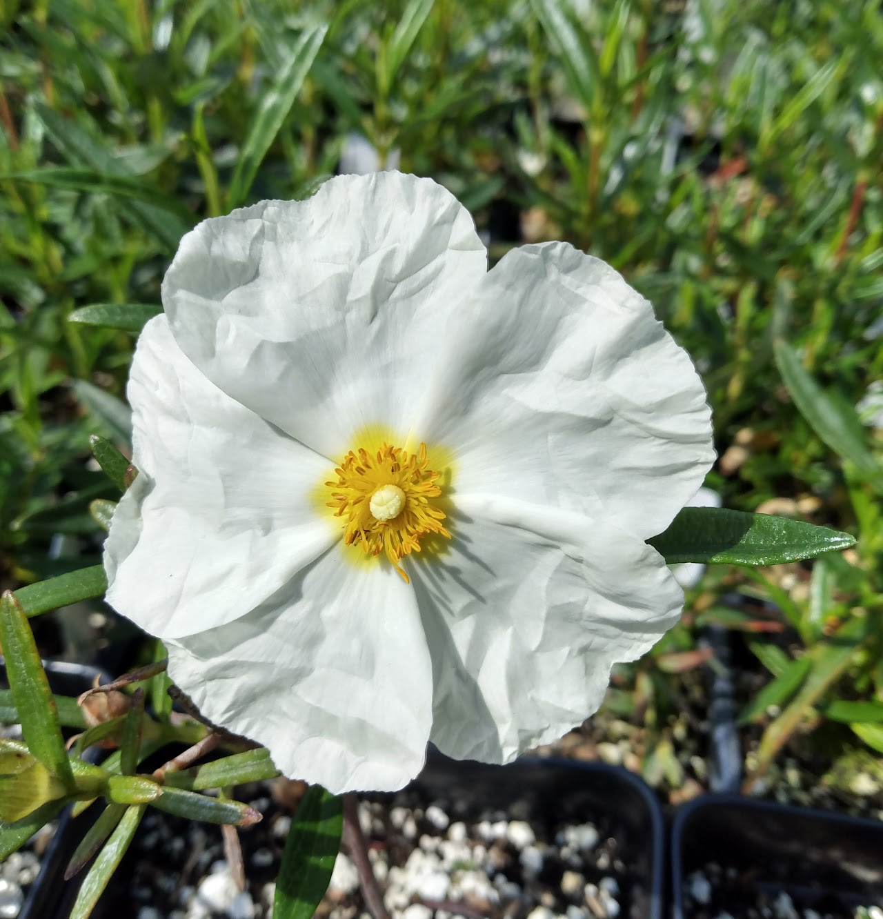 *RETAIL - Cistus x lepidocalyx 'White Satin'