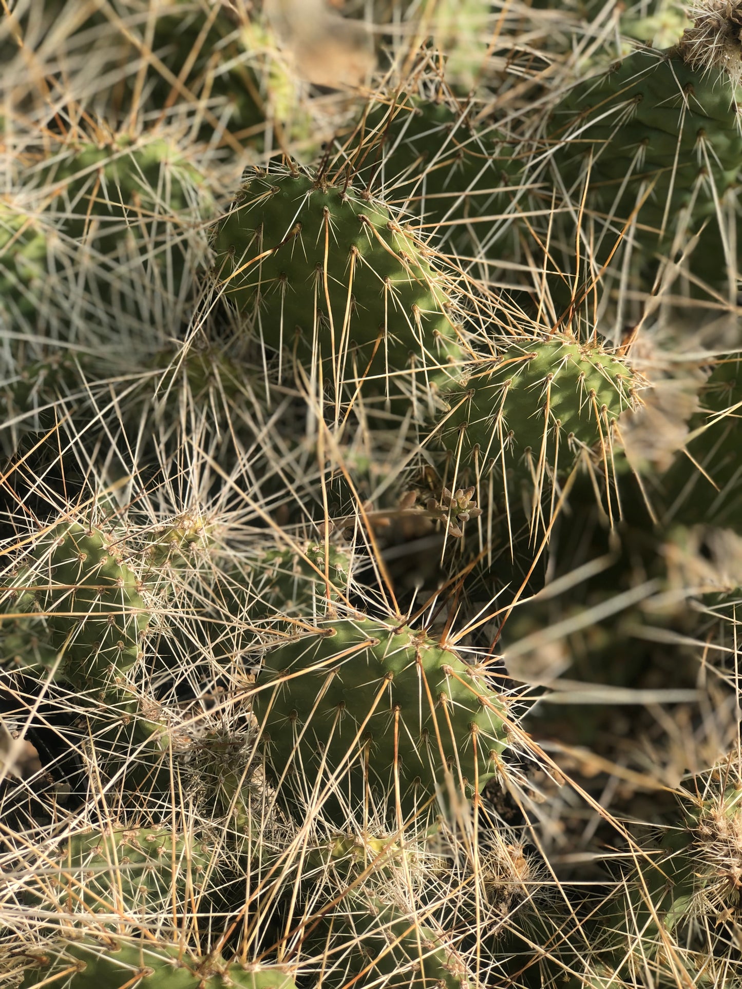 Opuntia polyacantha x 'Grey Ghost'