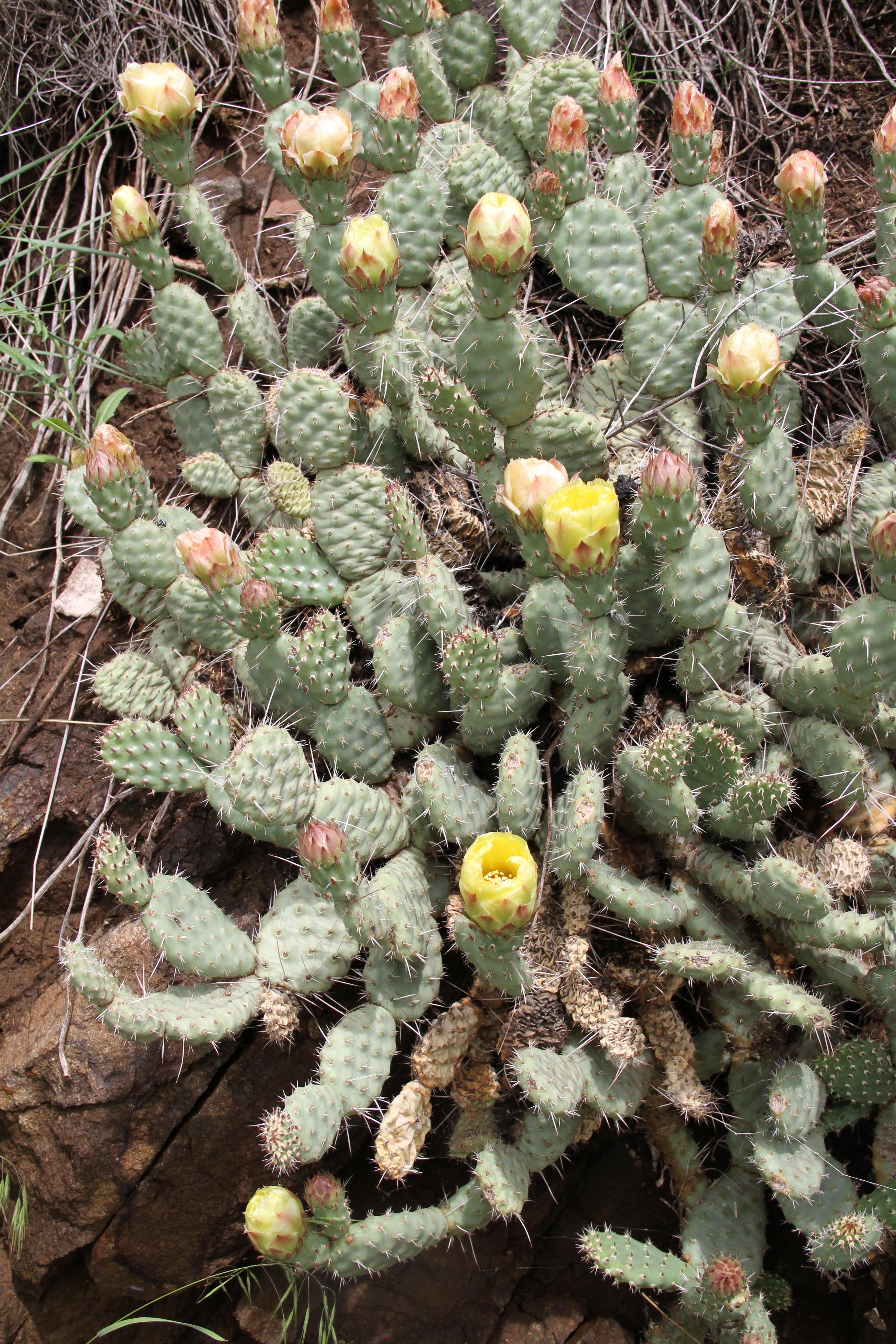 blue prickly pear cactus Opuntia polyacantha 'Imnaha Blue'