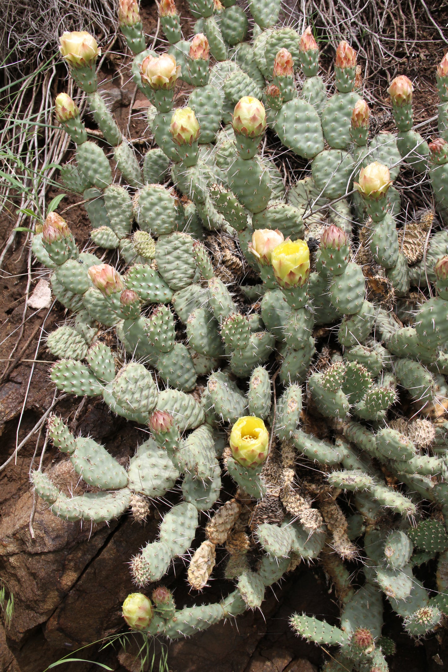 Opuntia polyacantha 'Imnaha Blue'