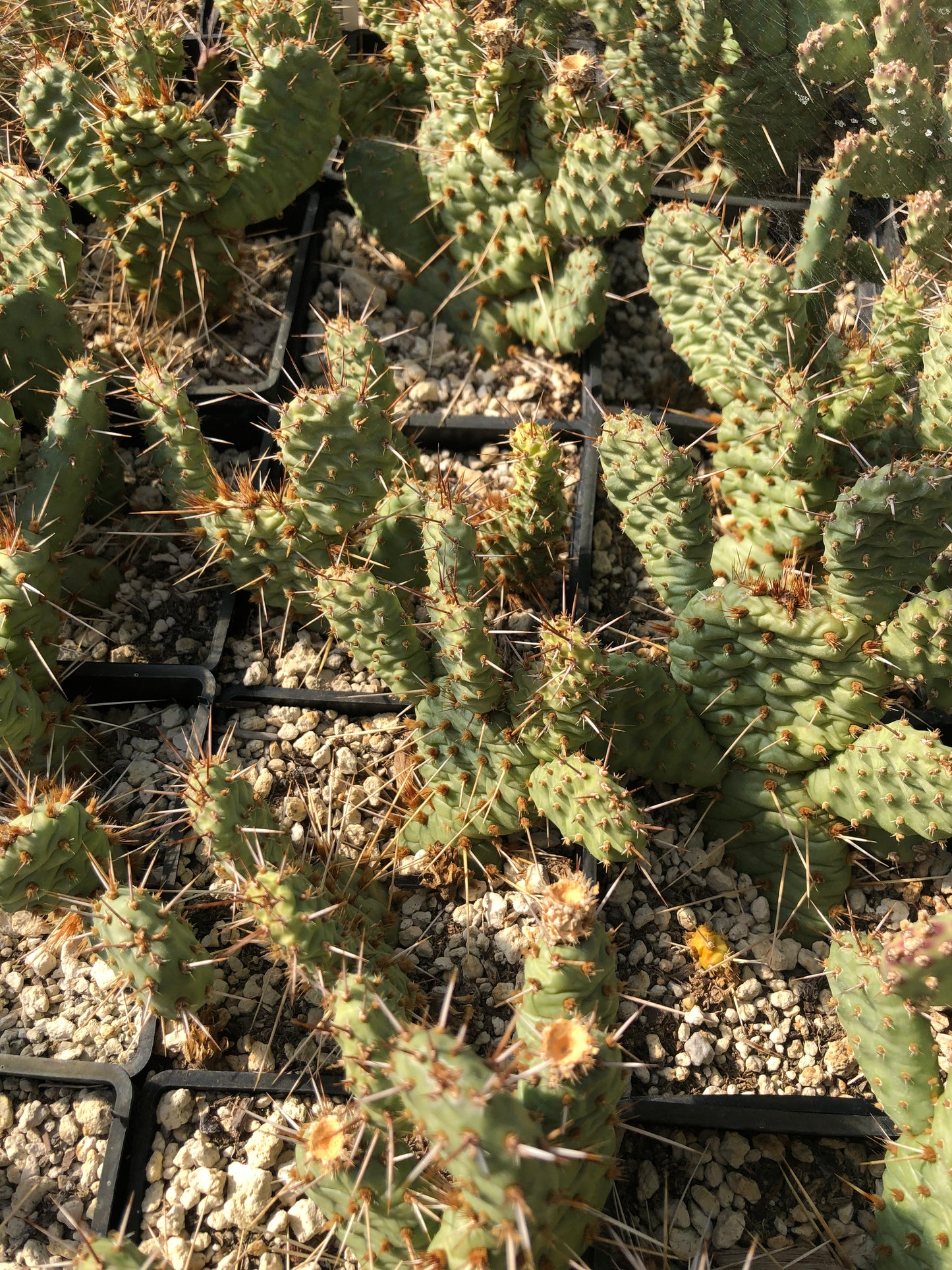 Opuntia ramosissima 'Semi Freddie'