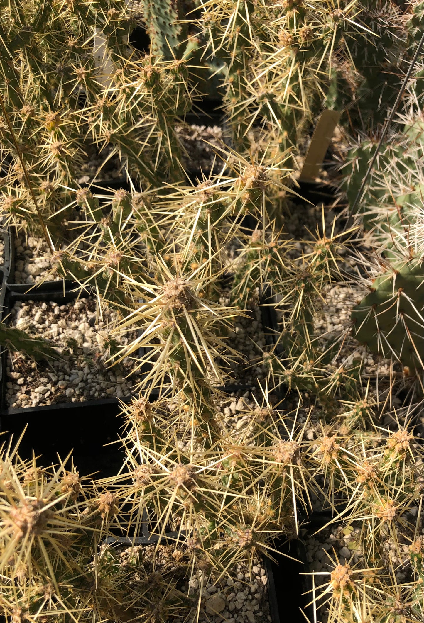 Opuntia whipplei 'Wah Wah'