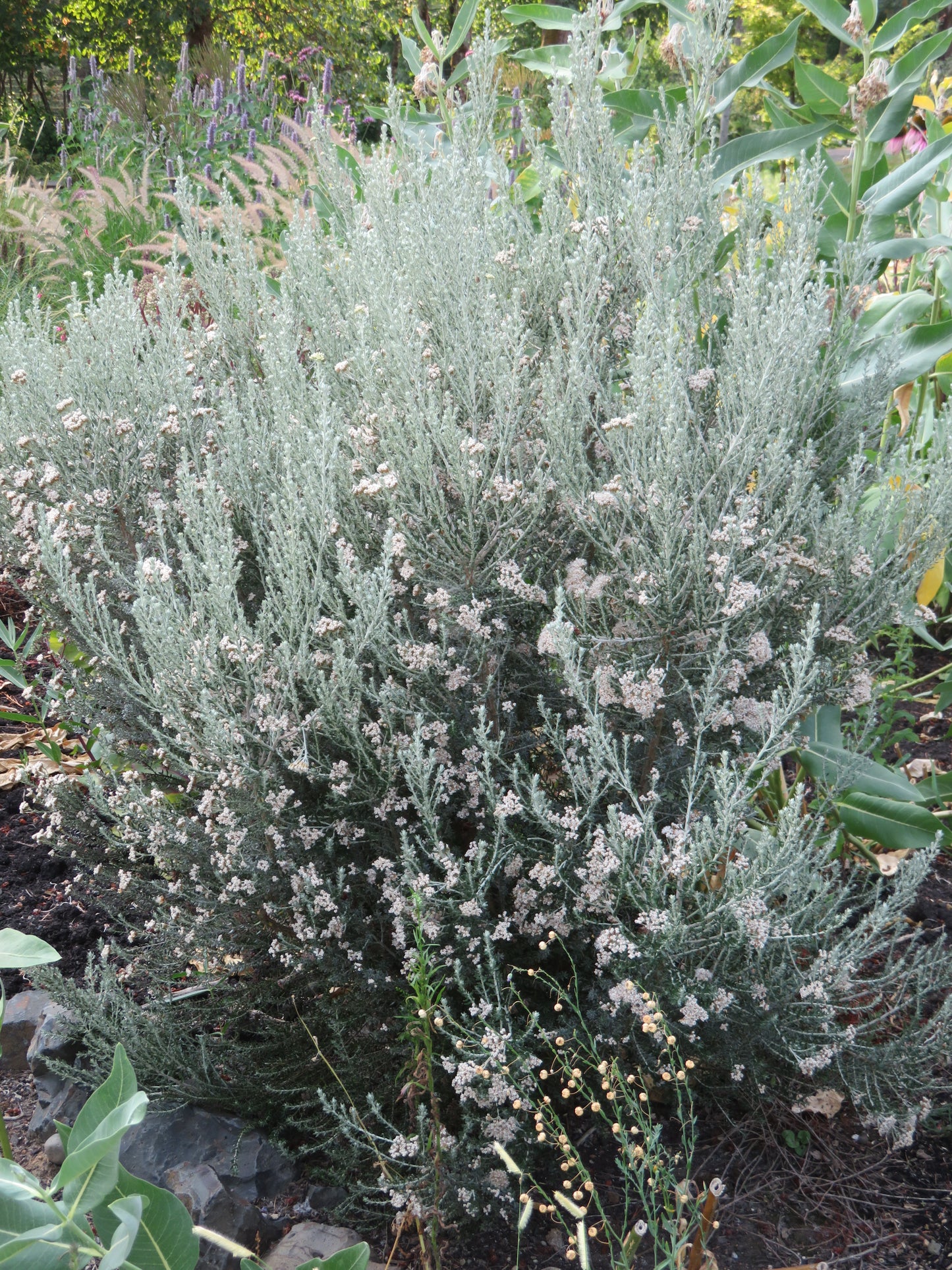 Ozothamnus rosmarinifolius 'Silver Jubilee'