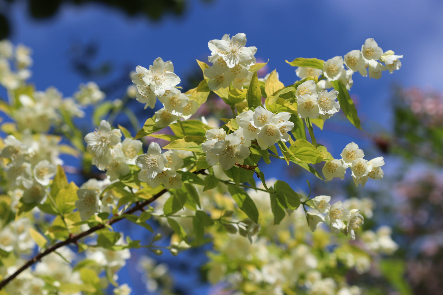 *RETAIL - Philadelphus coronarius 'Aureus'
