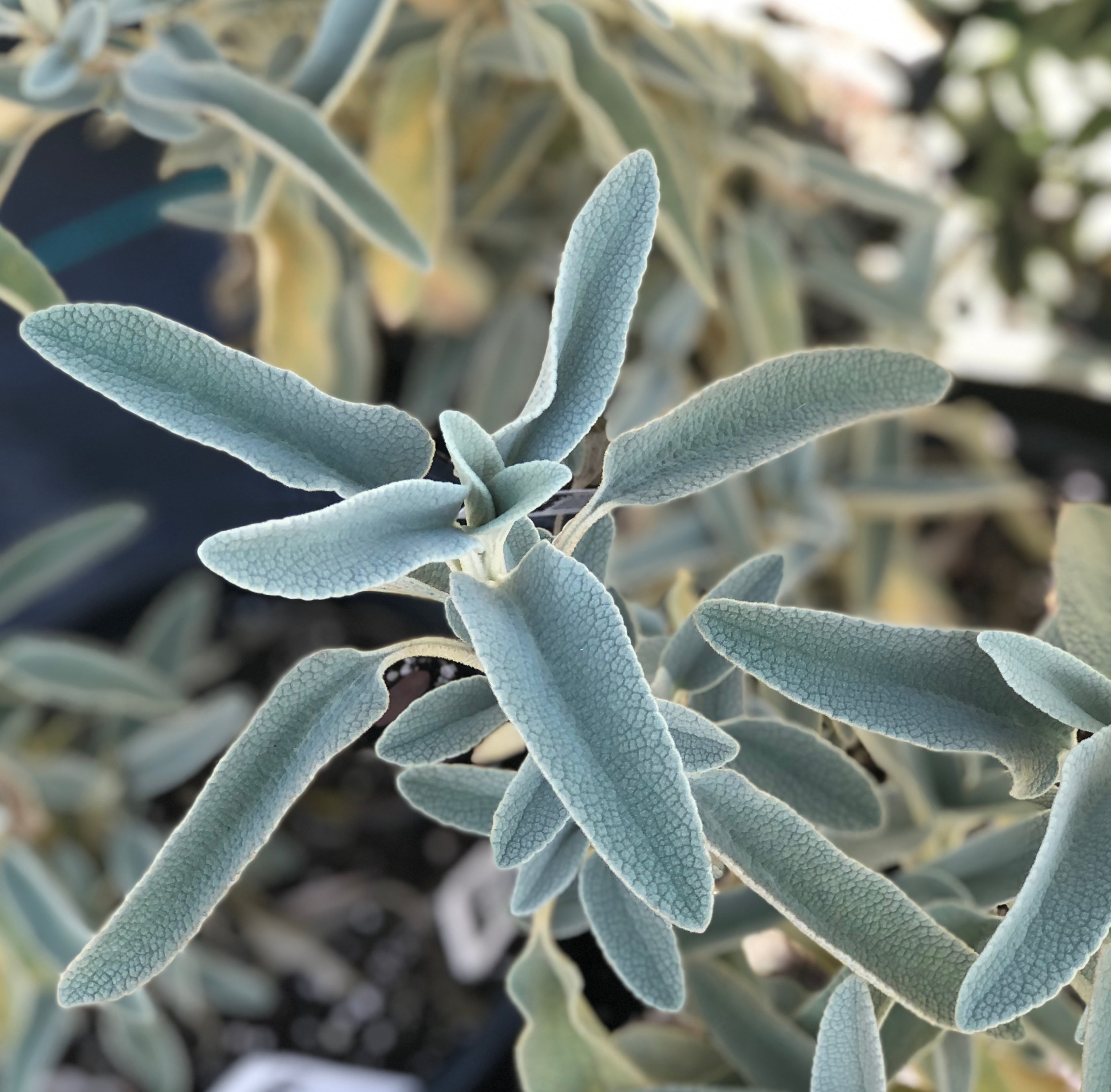 RETAIL - Phlomis grandiflora [NWRES Garden] – Cistus Nursery
