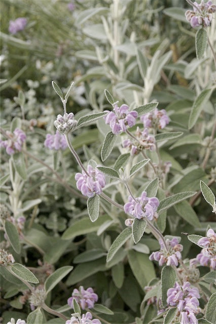 RETAIL - Phlomis purpurea – Cistus Nursery