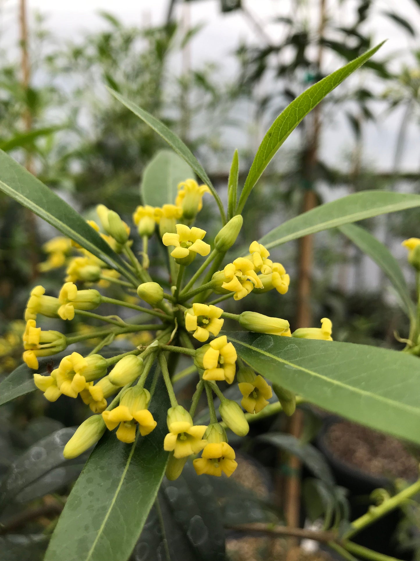 Pittosporum adaphniphylloides