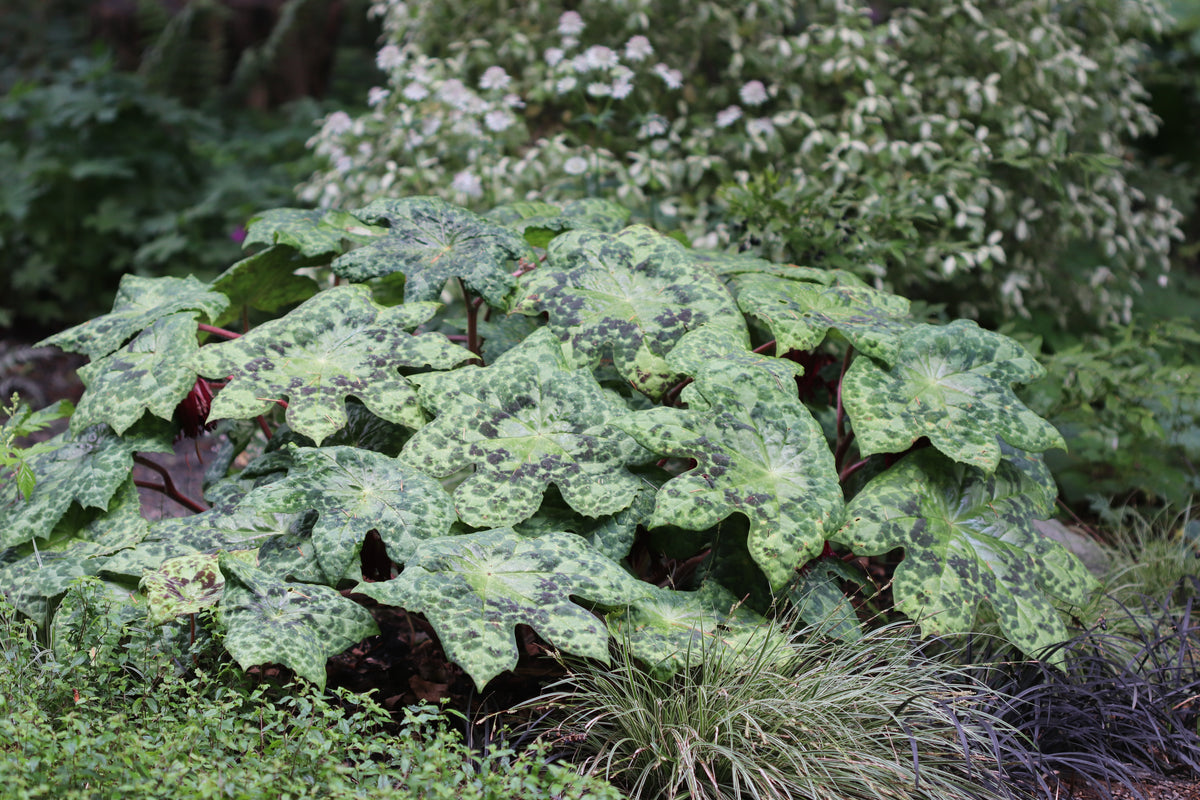 Podophyllum 'Spotty Dotty'