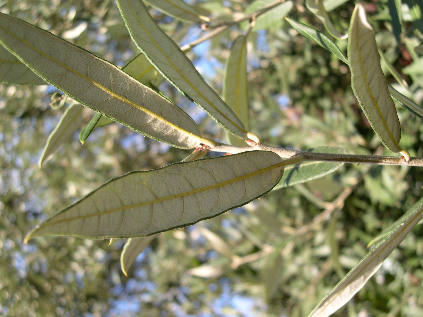 *RETAIL - Quercus hypoleucoides, 24in box