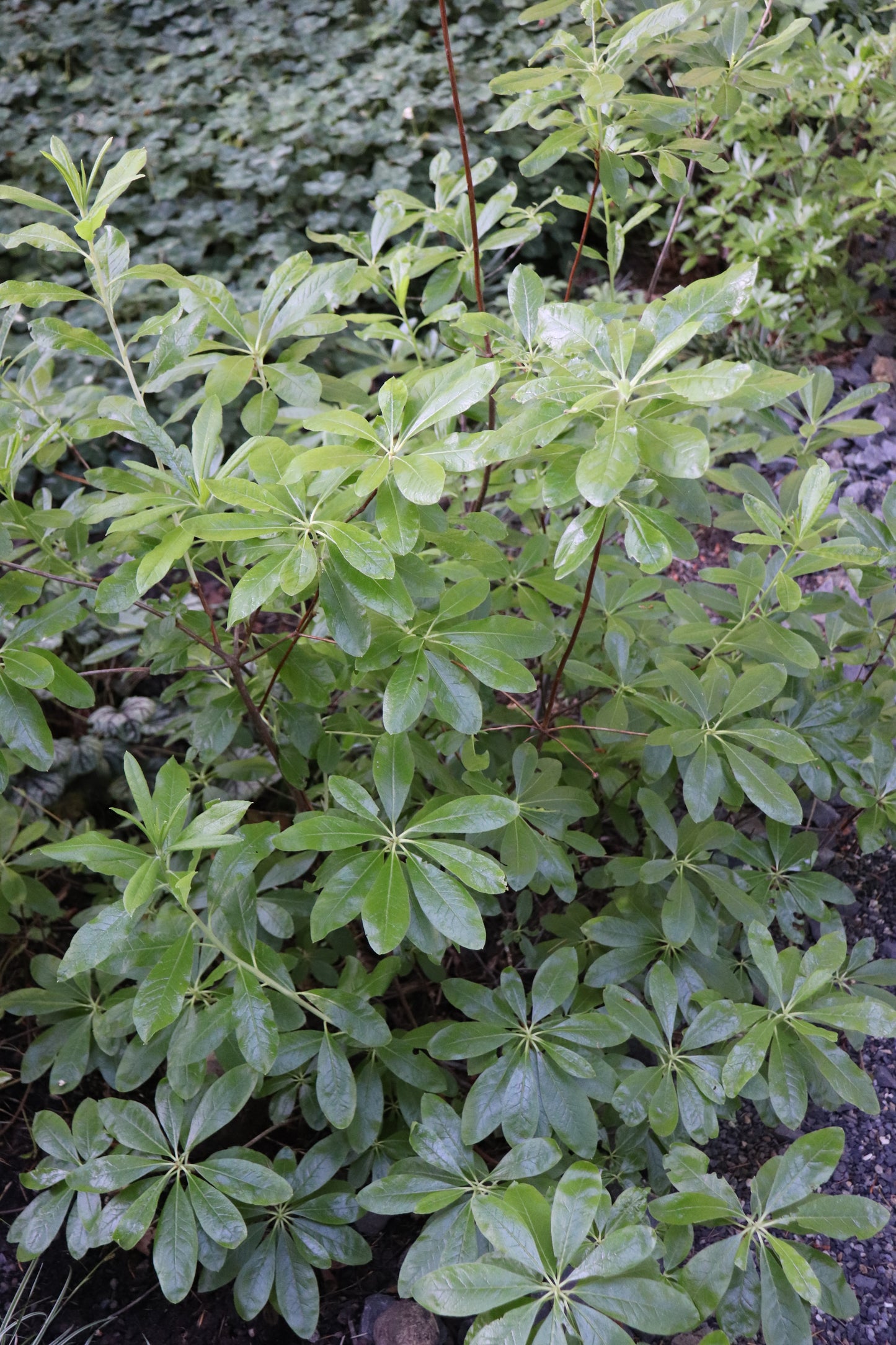 *RETAIL - Rhododendron occidentale
