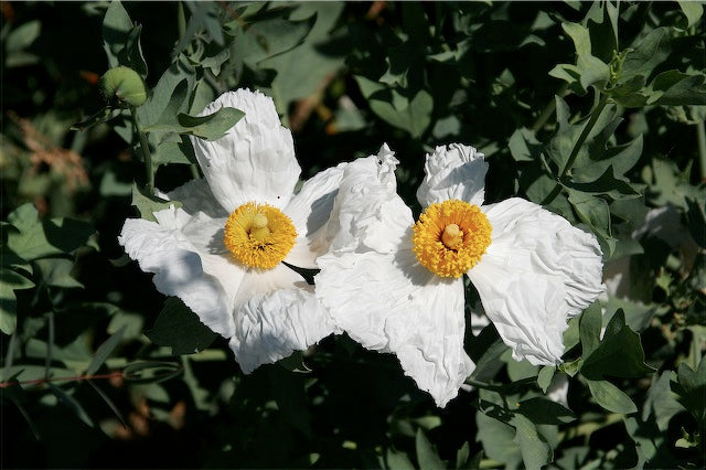 *RETAIL - Romneya coulteri