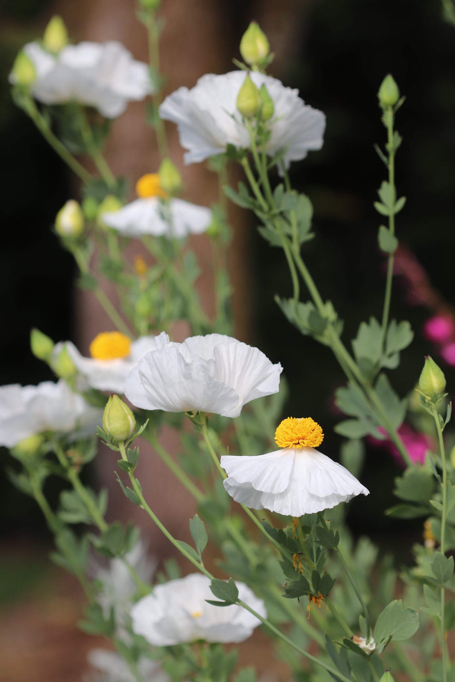 Romneya coulteri