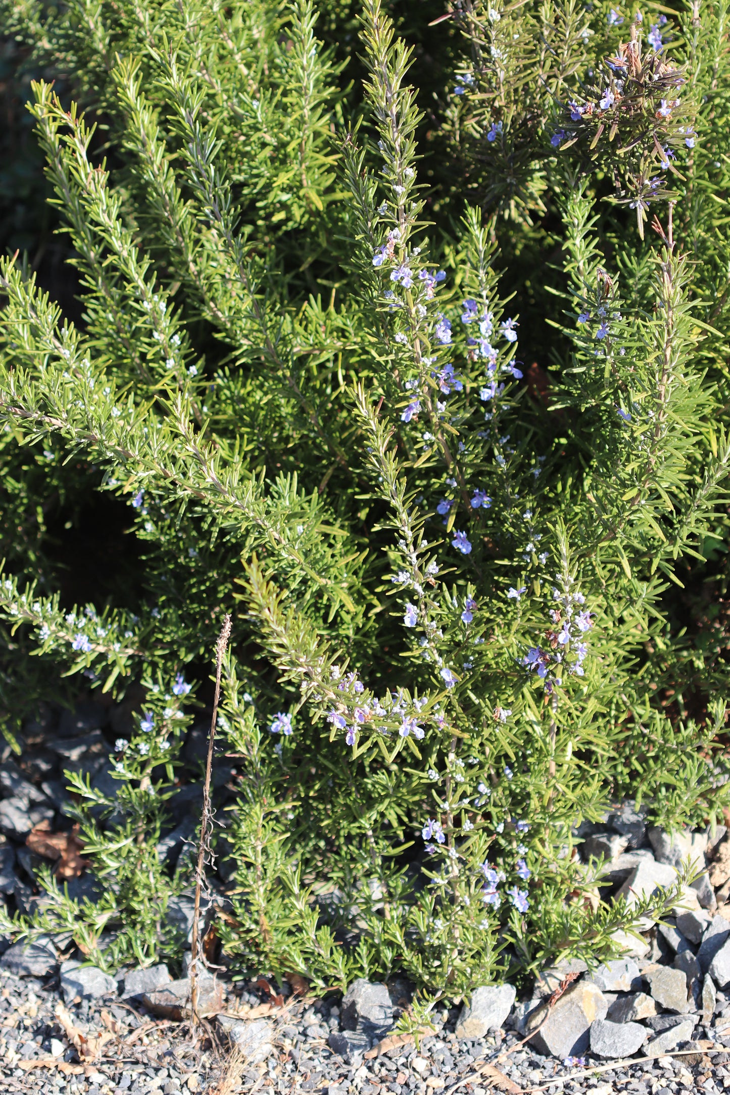 *RETAIL - Rosmarinus officinalis 'Huntington Carpet'