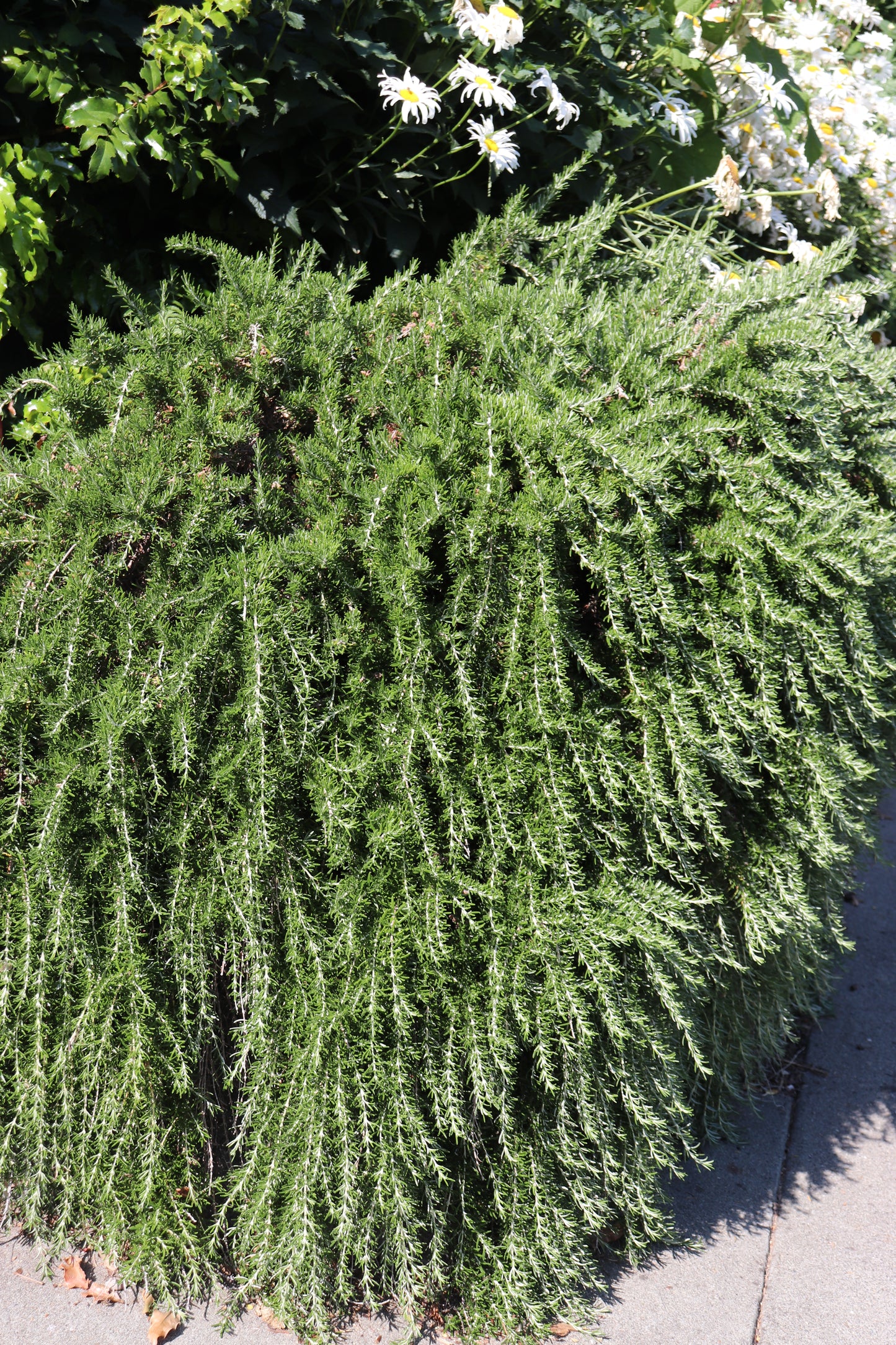 *RETAIL - Rosmarinus officinalis 'Irene'