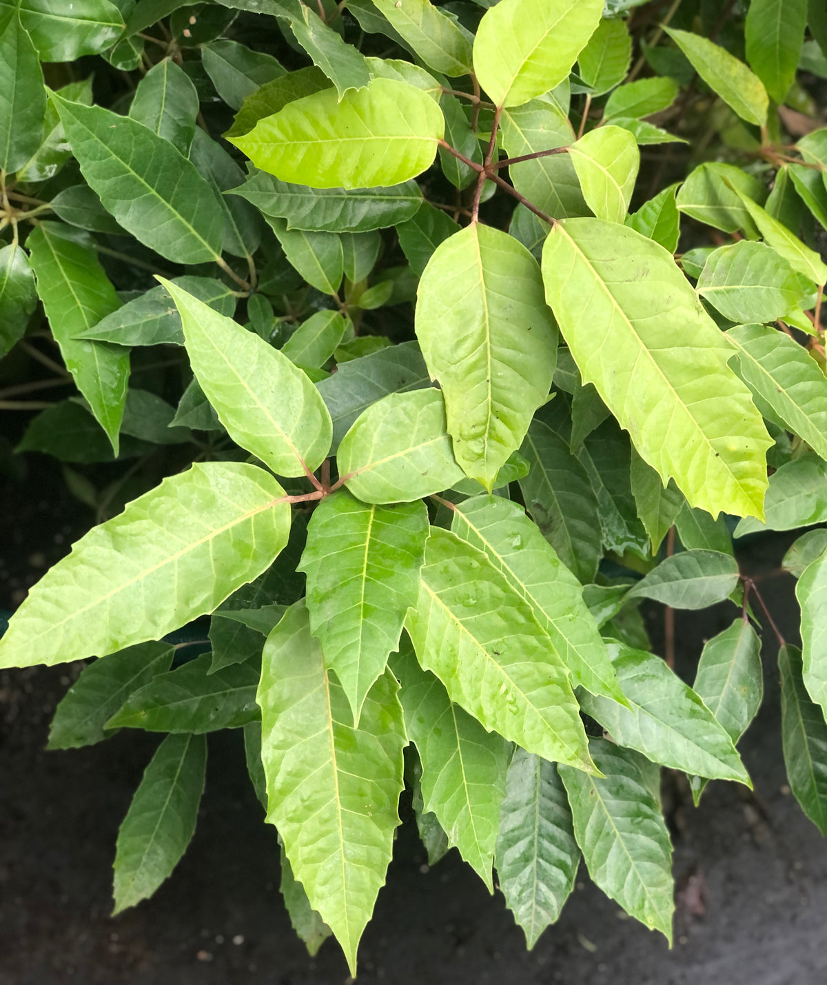 Schefflera delavayi