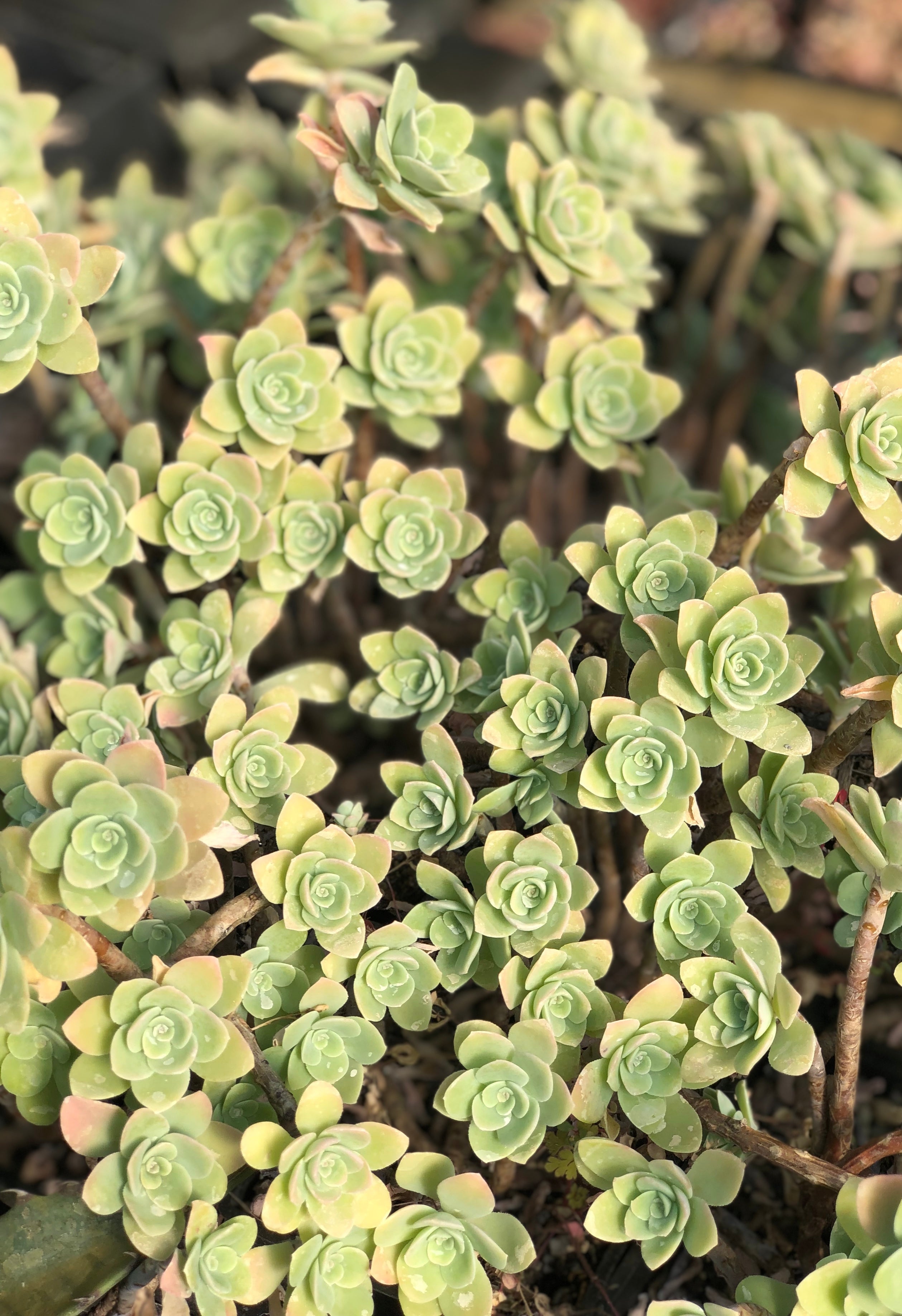 sedum palmeri succulent Sedum palmeri 'Guatemala'