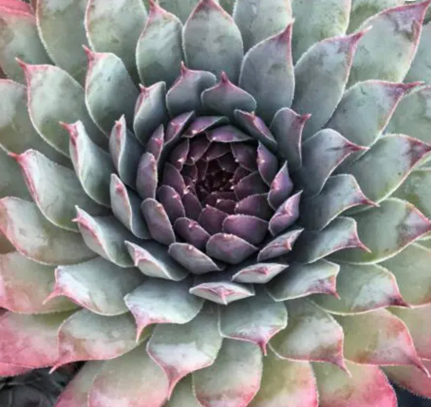 silver gray succulent Sempervivum 'Silver Spring' – Cistus Nursery