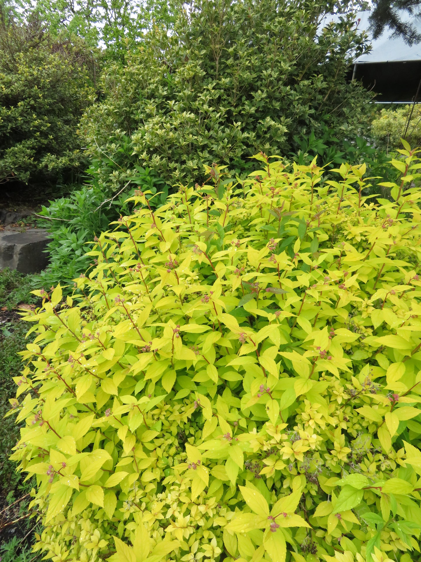 *RETAIL - Spiraea 'Gold Flame'