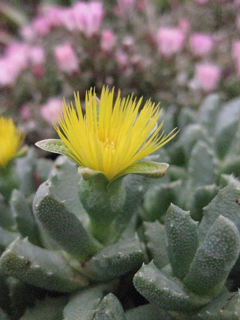 stomatium succulent Stomatium sp. 'Beaufort'