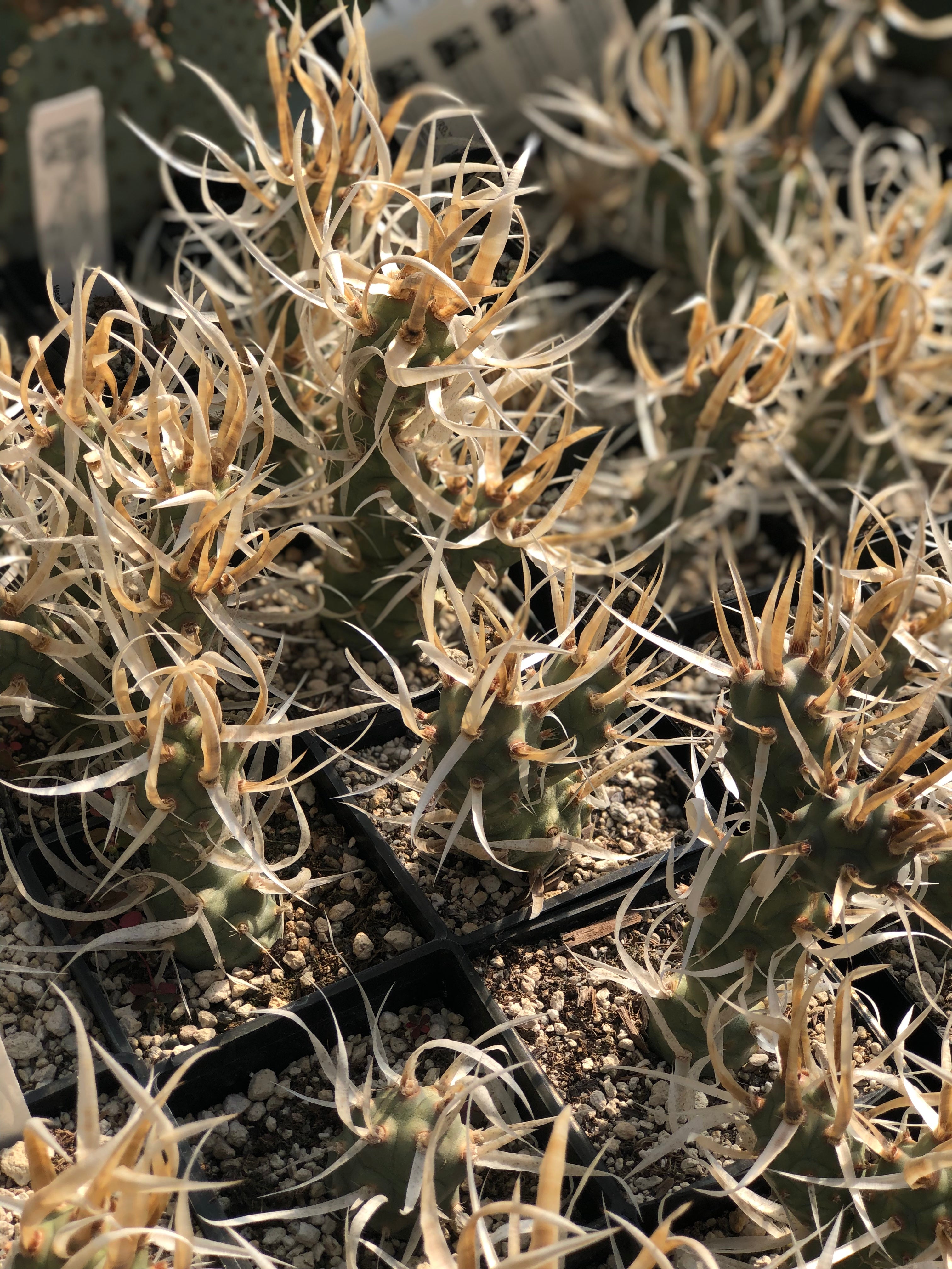 straw like succulent Tephrocactus articulatus 'Silver Straw' – Cistus Nursery