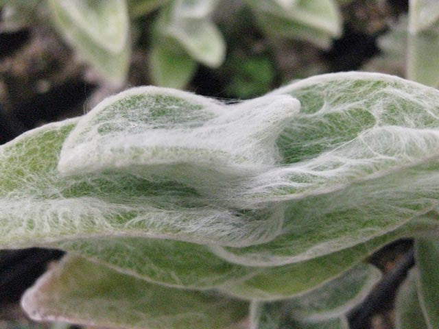 Tradescantia sillamontana 'Hogan's Hero'