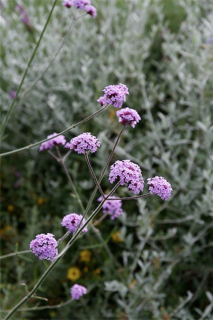 RETAIL - Verbena bonariensis 'Lollipop' – Cistus Nursery