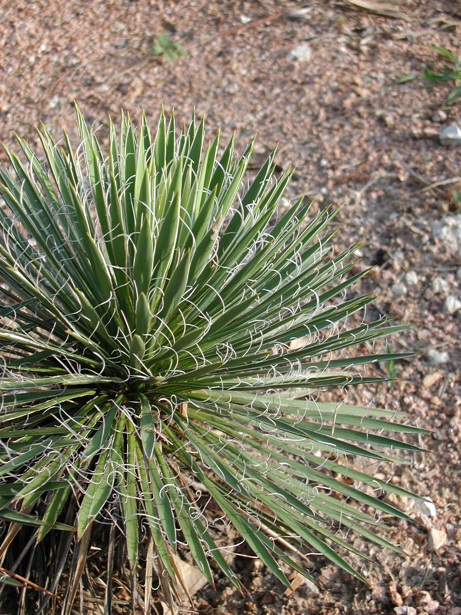 Yucca-ran ⚠️ RETAIL - Yucca harrimaniae – Cistus Nursery