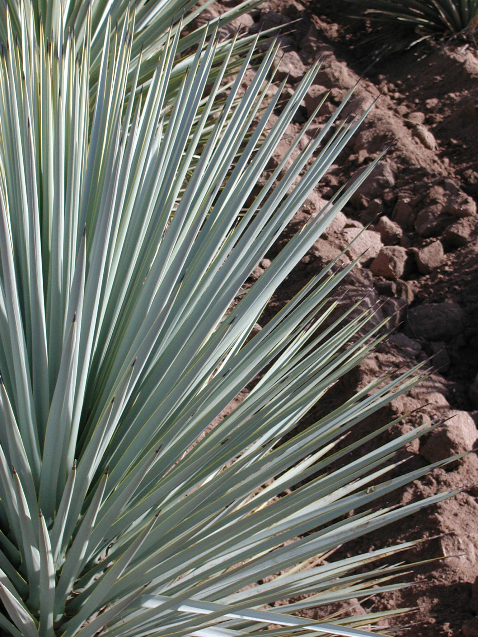 yucca succulent Yucca rigida – Cistus Nursery