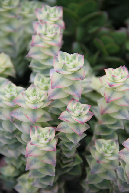 variegata succulent Crassula perforata 'Variegata'