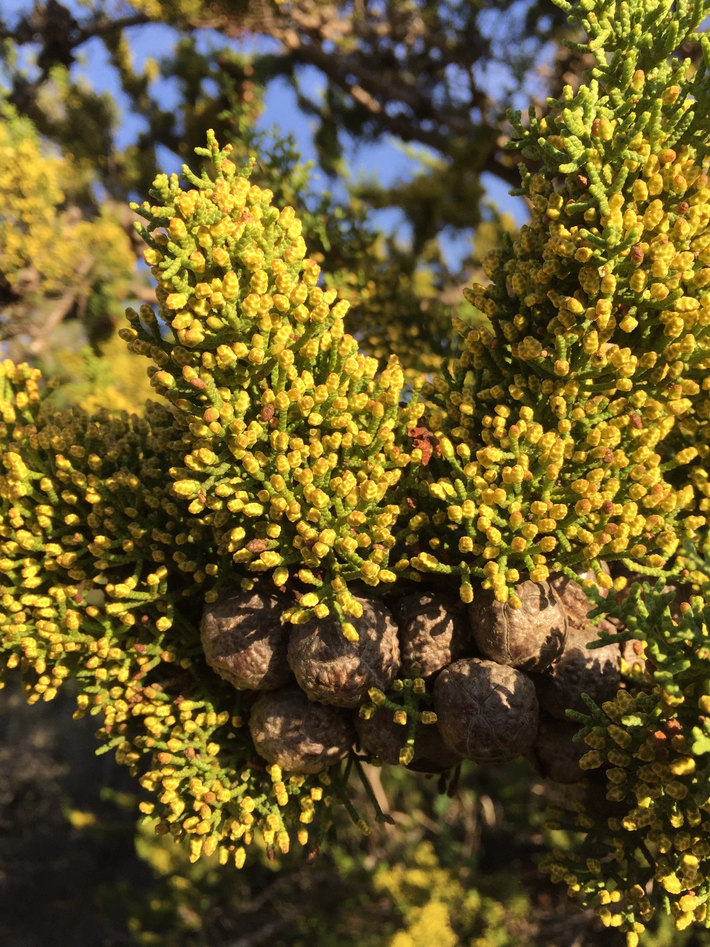 *RETAIL - Cupressus pygmaea 'Salt Creek'
